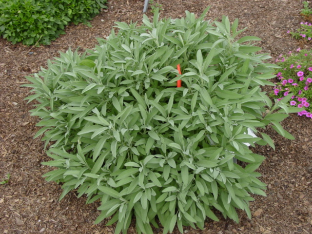 Salvia officinalis- Nazareth