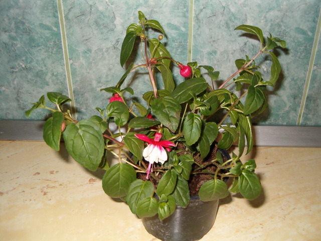 Fuchsia rosu alb