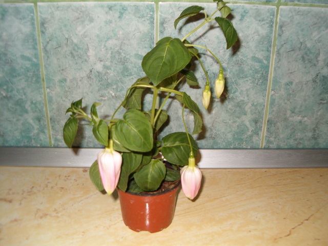 Fuchsia alb mov - Florile mele de acasa