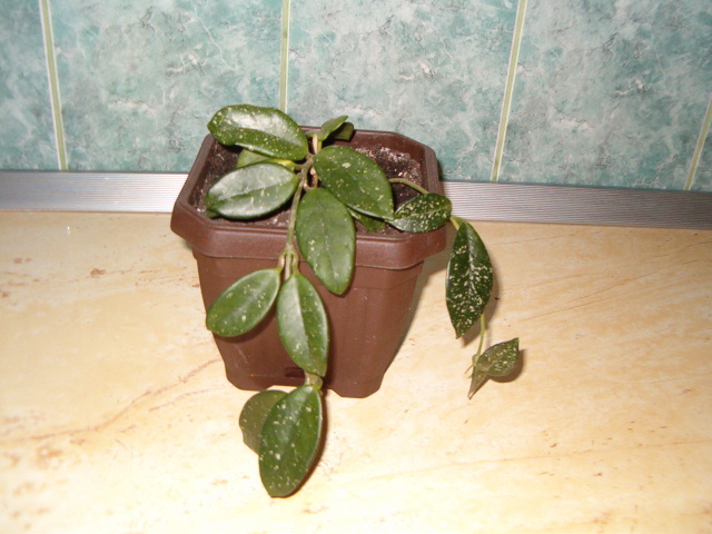 Hoya cornosa - Florile mele de acasa