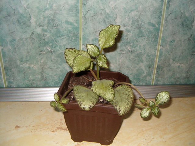 Episcia d-na Lucica - Florile mele de acasa