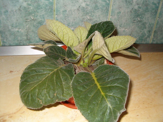 Gloxinia mov deschis - Florile mele de acasa