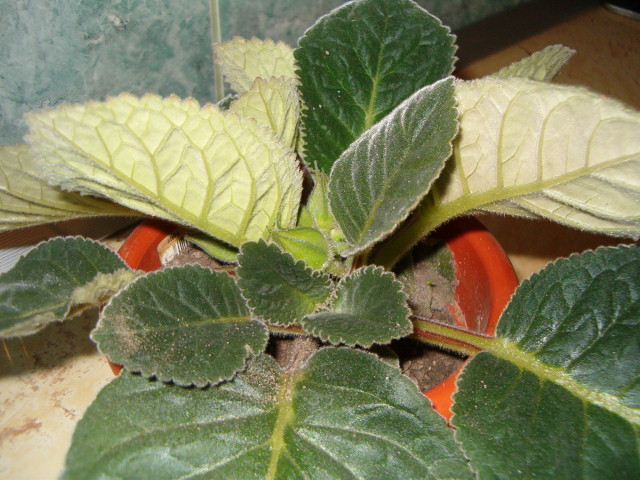 Gloxinia mov deschis - Florile mele de acasa