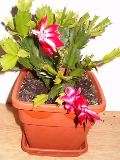 Schlumbergera roz - Florile mele de acasa