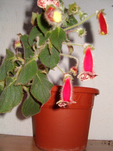 Kohleria alb-rosu