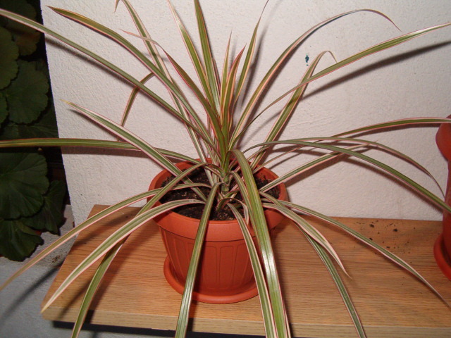 Dracena - Florile mele de acasa