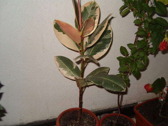 Ficus bicolor - Florile mele de acasa