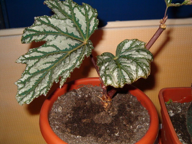 Begonia silver