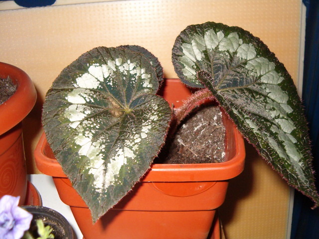 Begonia rex - Florile mele de acasa