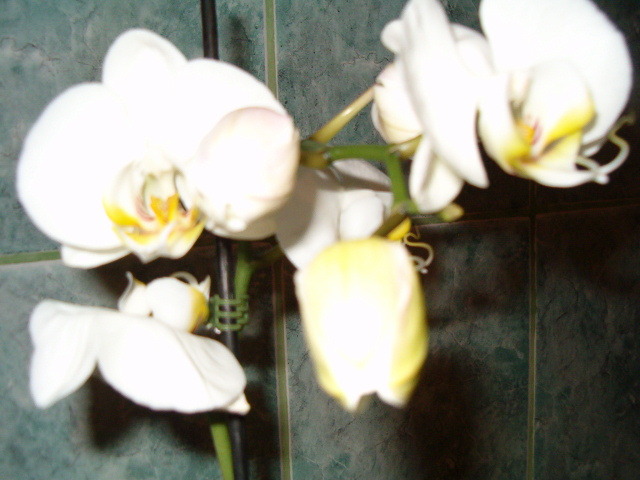 Orhidee alba - Orhidee