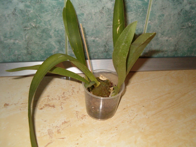 Orhidee cambria - Orhidee