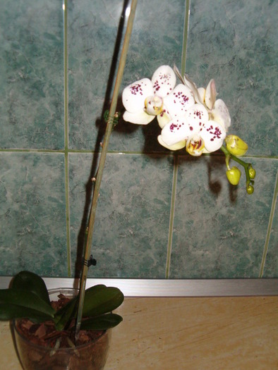 Orhidee arlechin - Orhidee