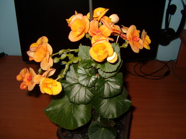 Picture 017 - Begonia