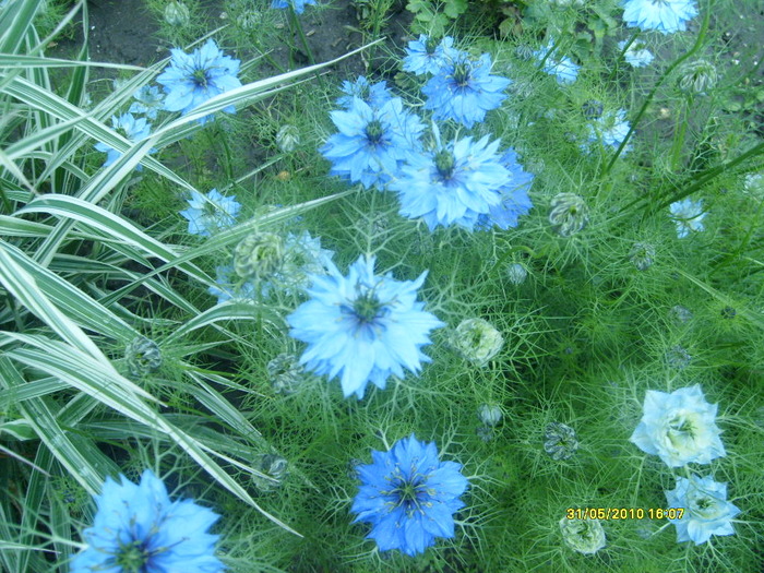 S6303572 - gradina mea 2010