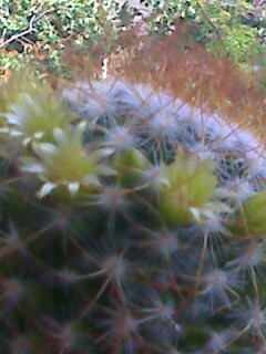Picture 327 - cactusi
