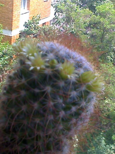 Picture 334 - cactusi