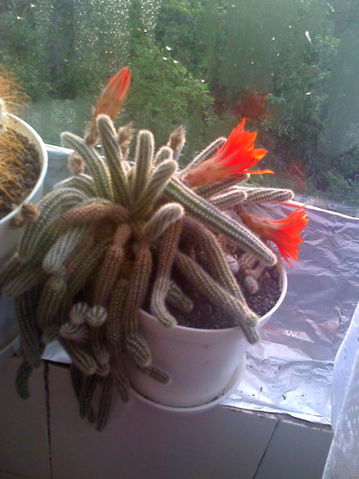 Picture 526 - cactusi