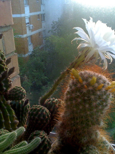 Picture 525 - cactusi