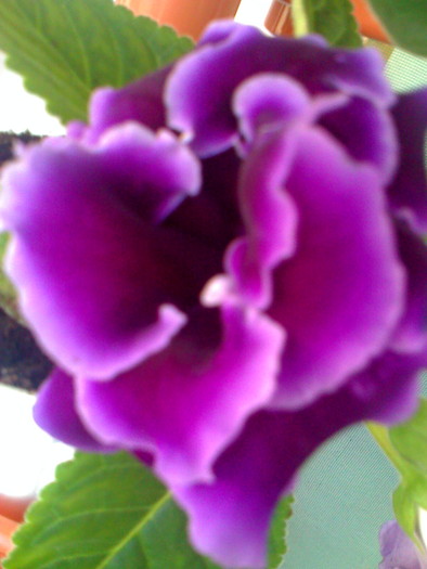 Picture 418 - gloxinia mov dublu2010  2011