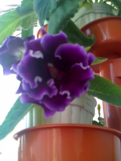 Picture 416 - gloxinia mov dublu2010  2011