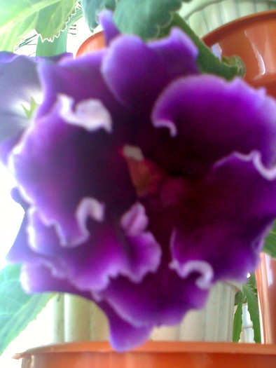 Picture 417 - gloxinia mov dublu2010  2011