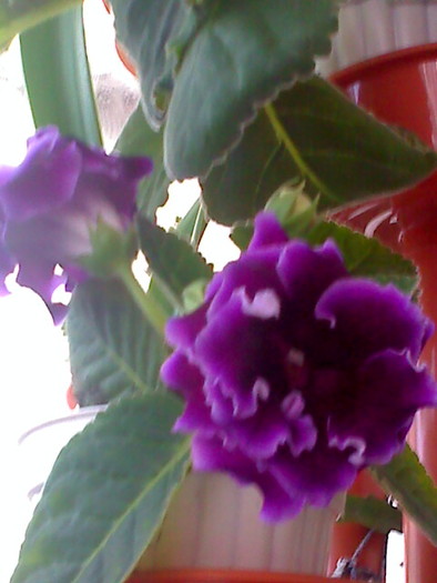 Picture 436 - gloxinia mov dublu2010  2011