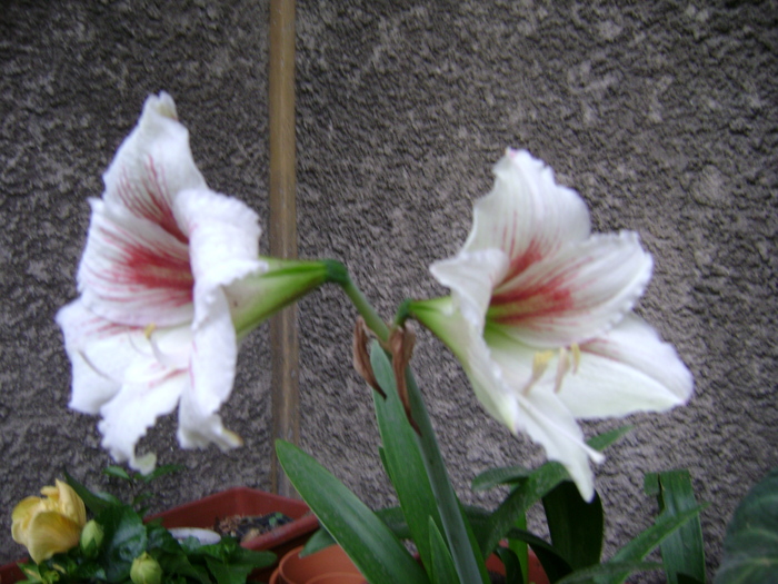 DSC04153 - amaryllis