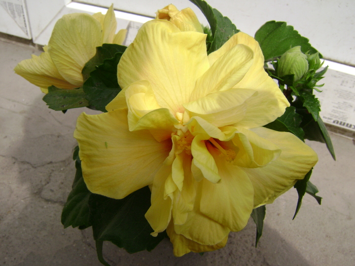 DSC04134 - hibiscus