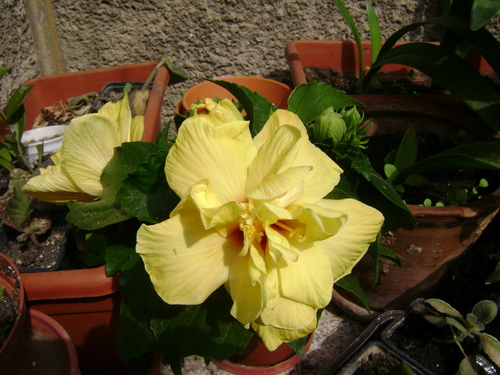 DSC04133 - hibiscus