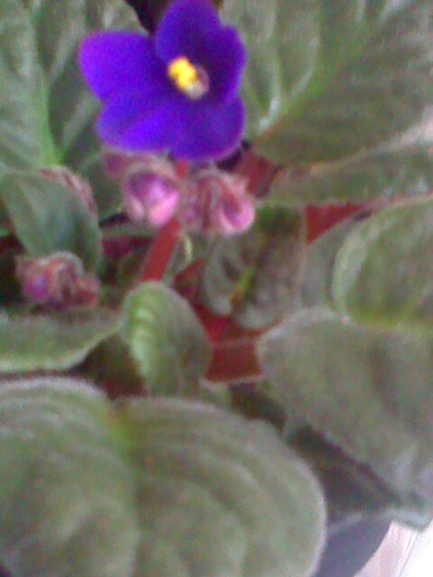 Picture 533 - violeta NOID-DEMON cred--2010