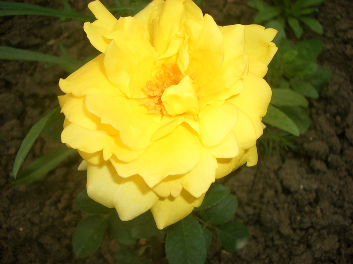 golden delight polyanta - trandafiri 2010
