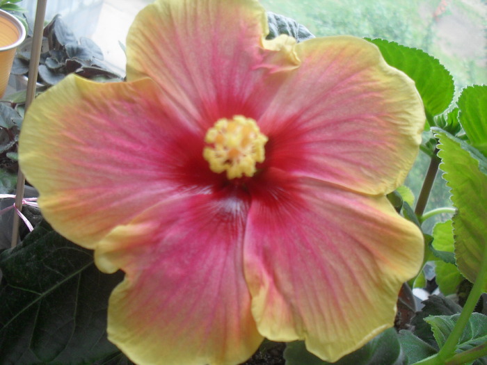  - HIBISCUS-2010-2011