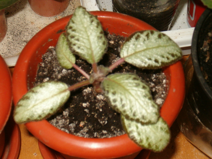 episcia Silver Skies (Myky) - Episcia