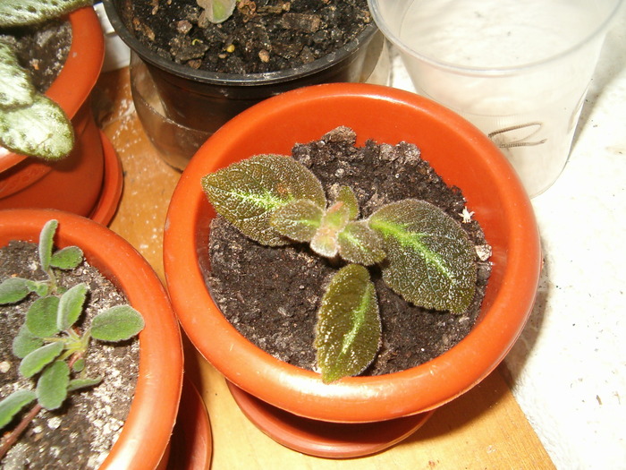 episcia (Myky) - Episcia