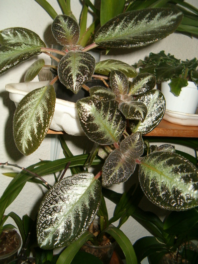 episcia Guacamole  (Ella) - Episcia