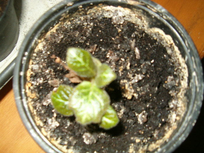 episcii (Ella) - Episcia