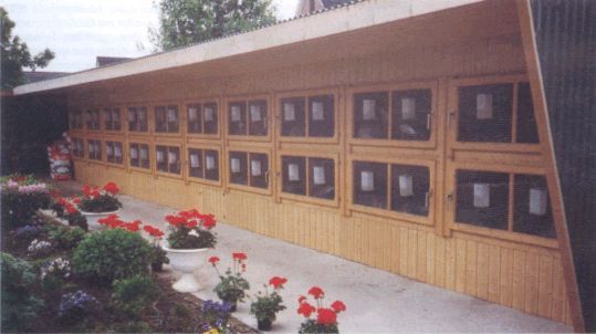 asa custi sa construiti odata - 4atentie cind cumparati iepuri