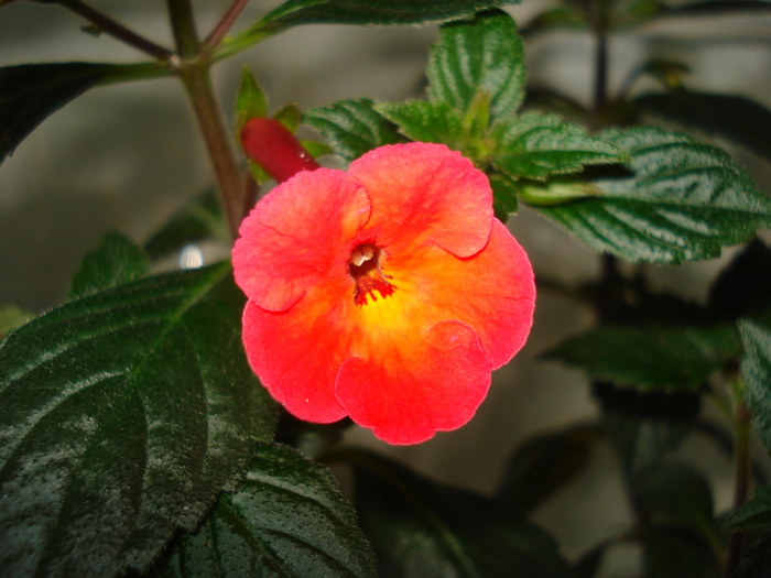 Orange Delight - ACHIMENES