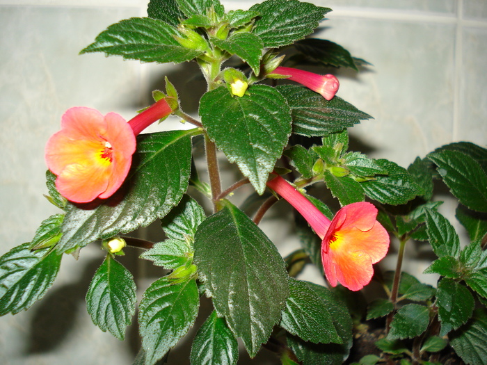 DSC06883 - ACHIMENES