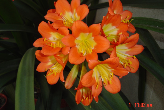 poze noi 189 - 2012 CLIVIA 2010-2011