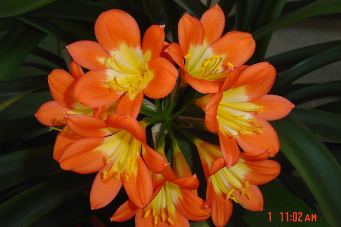 poze noi 190 - 2012 CLIVIA 2010-2011