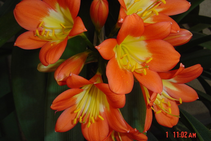 poze noi 191 - 2012 CLIVIA 2010-2011