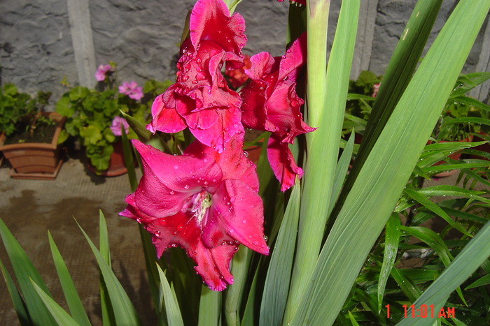 poze noi 187 - GLADIOLE 2010