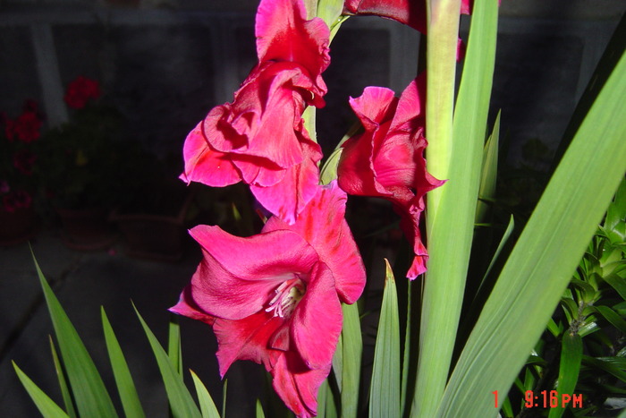 poze noi 217 - GLADIOLE 2010