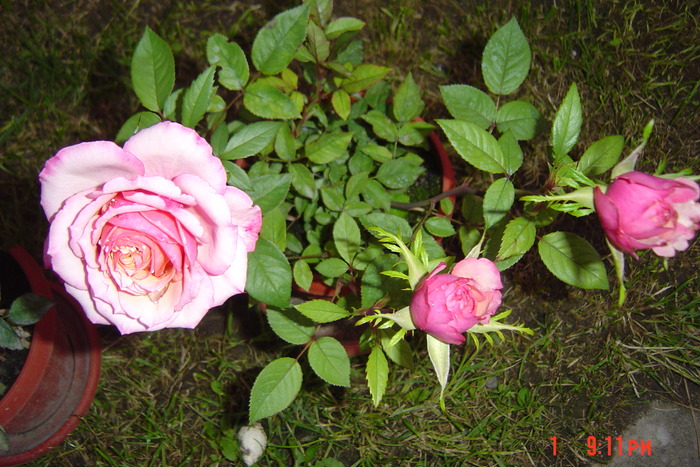 poze noi 193 - trandafiri mini rosa