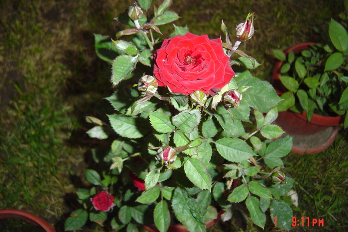 poze noi 194 - trandafiri mini rosa