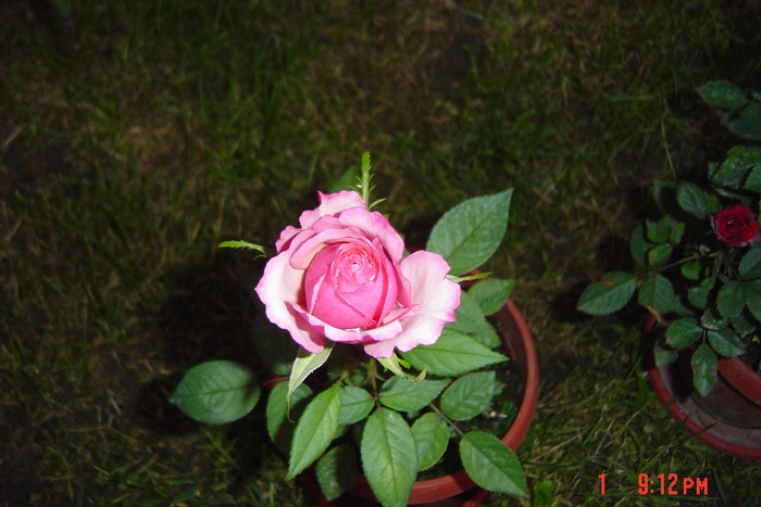 poze noi 195 - trandafiri mini rosa