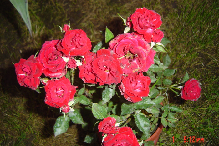 poze noi 196 - trandafiri mini rosa