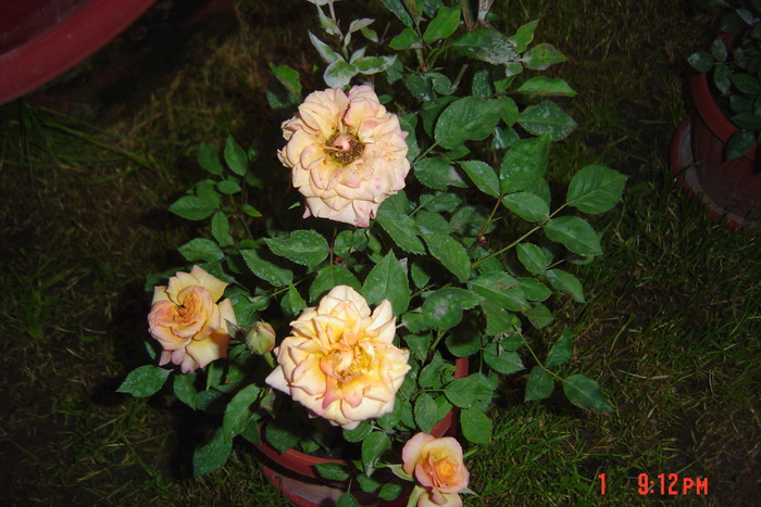 poze noi 199 - trandafiri mini rosa
