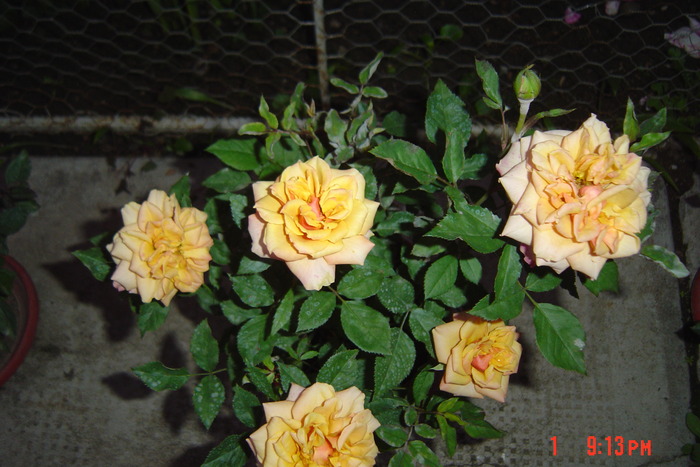 poze noi 203 - trandafiri mini rosa